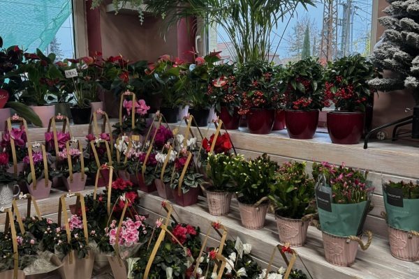 581932528_1485174820281227_4770325099723339616_n